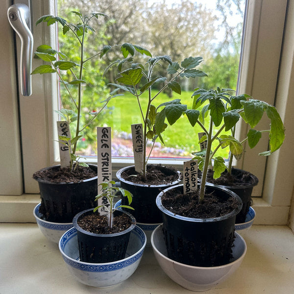 Makkelijke Moestuin -Airpotjes (5 stuks)