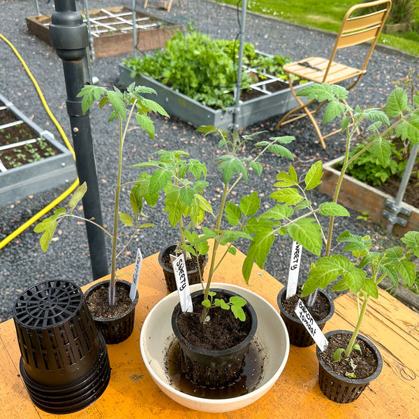 Makkelijke Moestuin -Airpotjes (5 stuks)