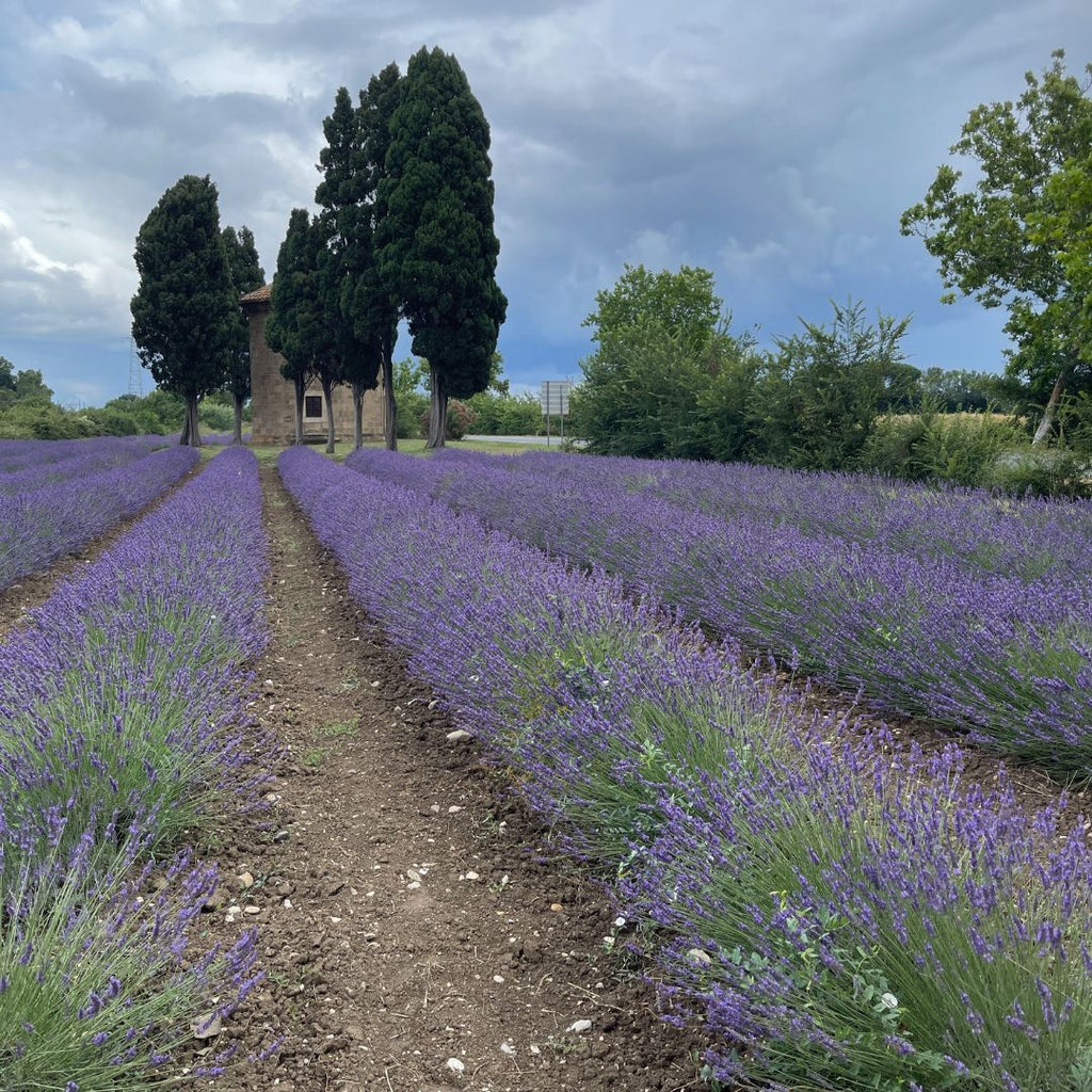 Lavendel: Een Italiaanse herontdekking en een nieuwe favoriet in ons assortiment