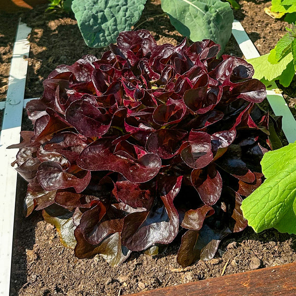 Eikenbladsla Pro Makkelijke Moestuin