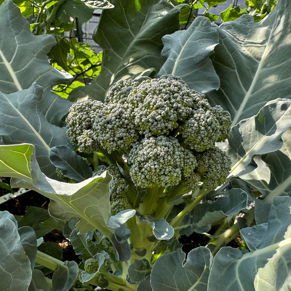 Baby broccoli Makkelijke Moestuin