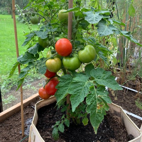 Balkontomaat Makkelijke Moestuin