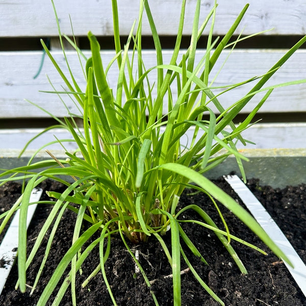 Chinese Bieslook Makkelijke Moestuin