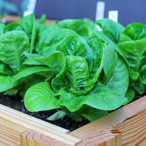 Bindsla Makkelijke Moestuin